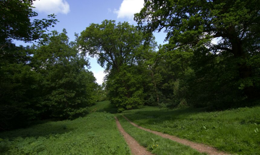 Forest track film location