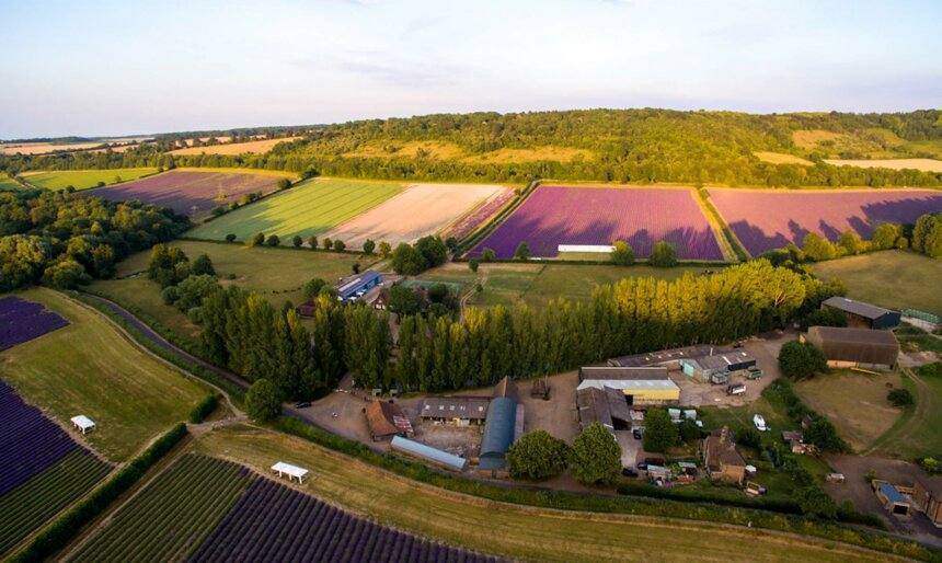 The Lavender Fields image 1