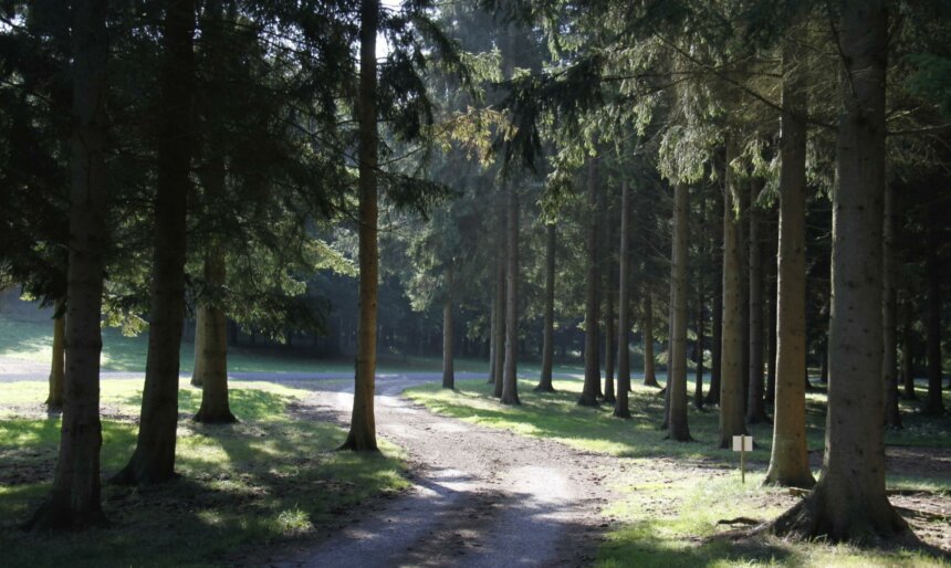 woodlands