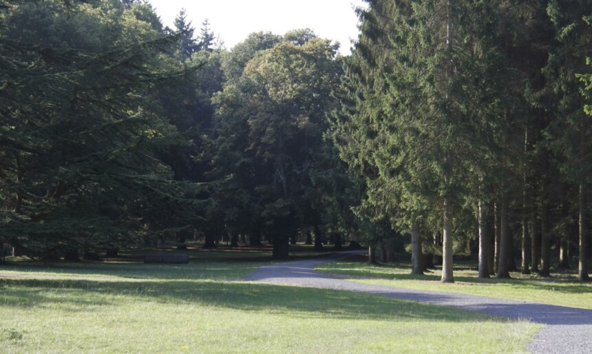 woodlands