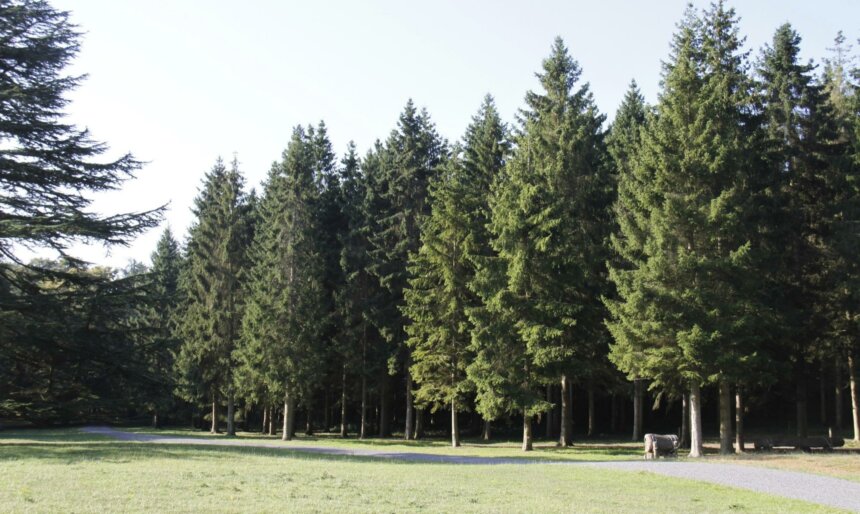 woodlands