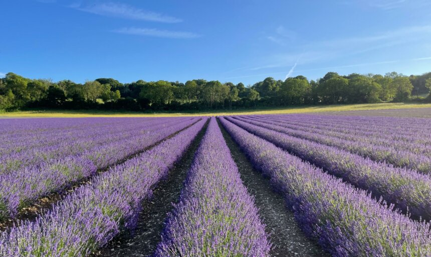 Lavender Fields Farmland