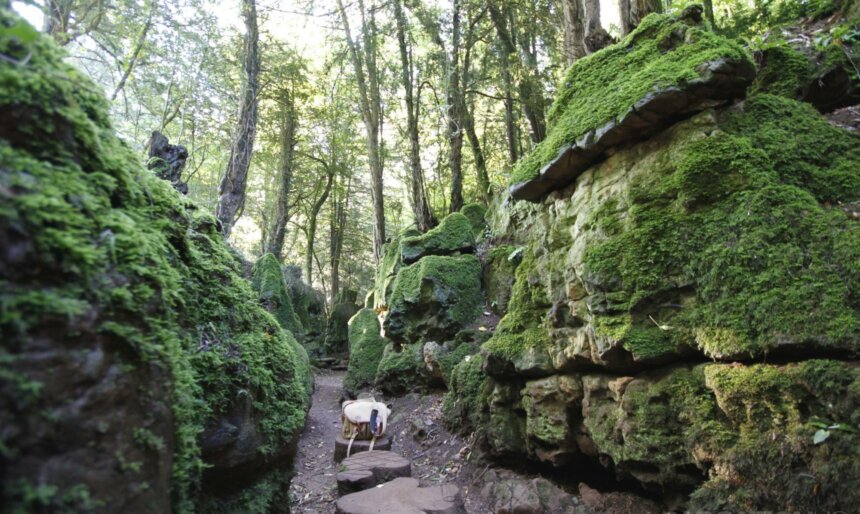 The Enchanted Forest image 2