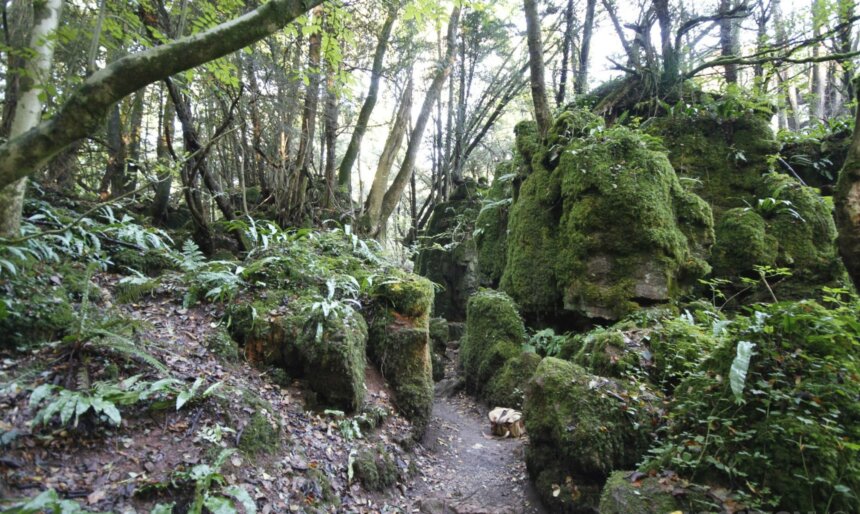 woodland path with tree roots crossing its surface