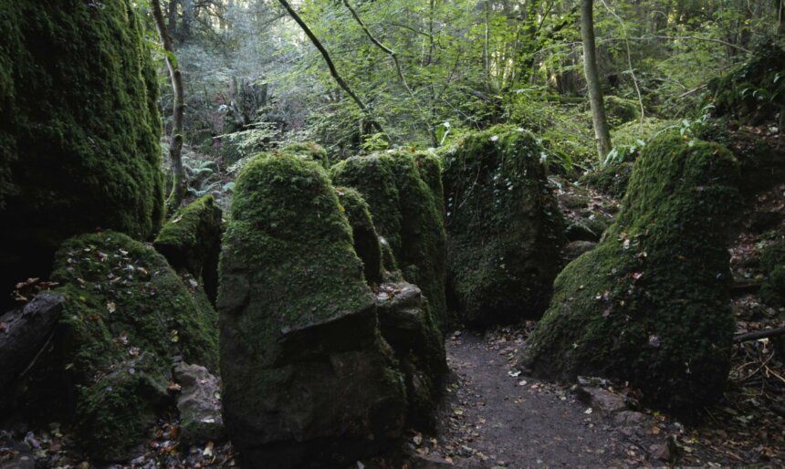 green moss