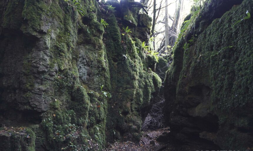 woodland forest path film location