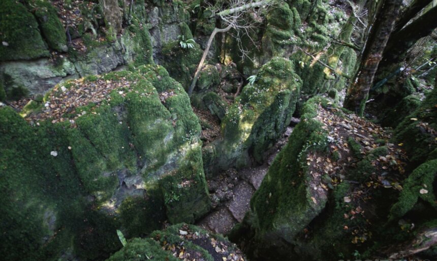 green moss