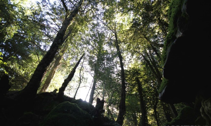 The Enchanted Forest image 3