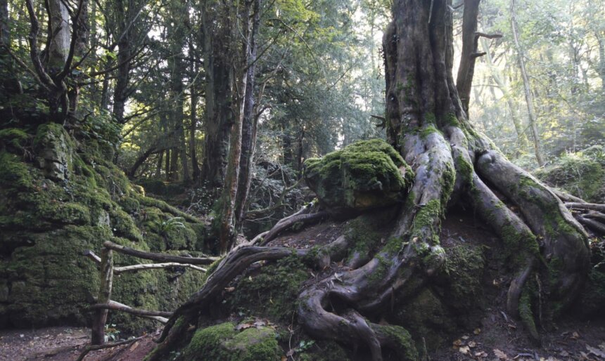 large tree roots film location