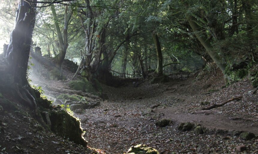 forest woodland clearing film location