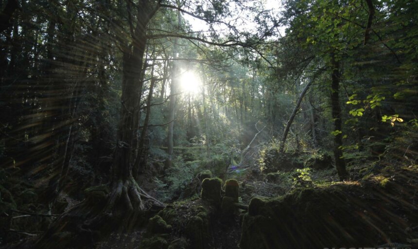 Forest woodland film location