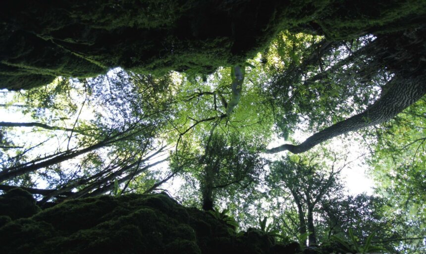 The Enchanted Forest image 1