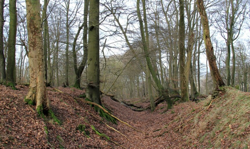 Woodlands image 2