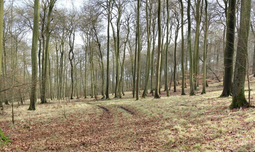 Forest track filming