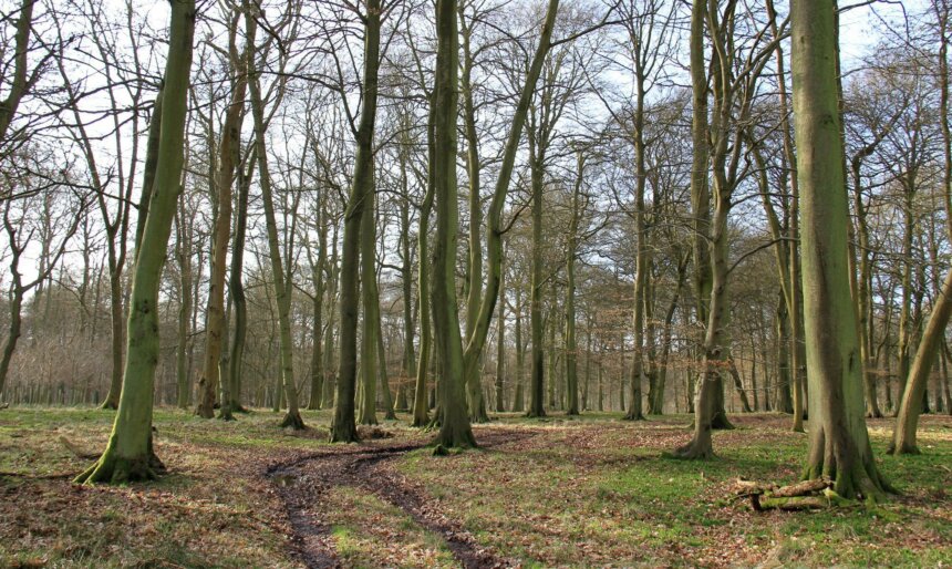 Woodland path