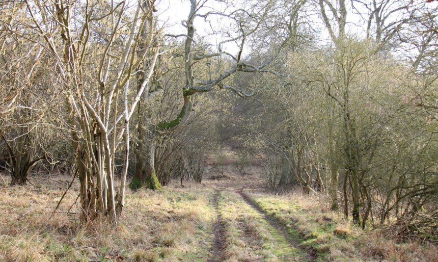 forest path