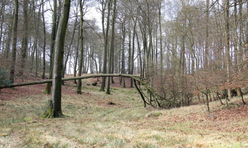 Woodland clearing filming