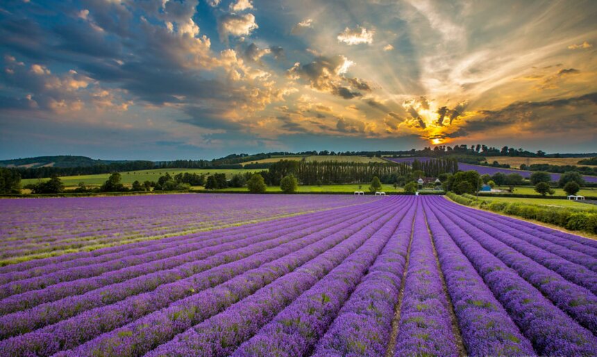The Lavender Fields