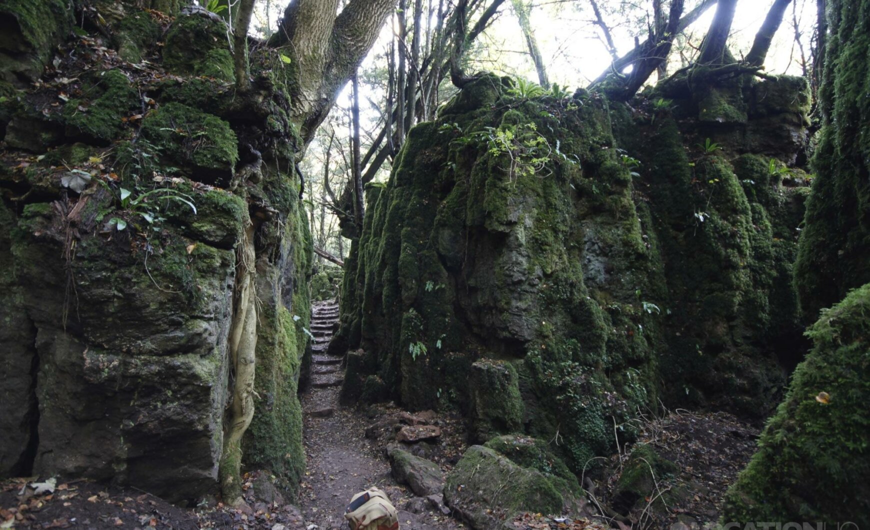 forest