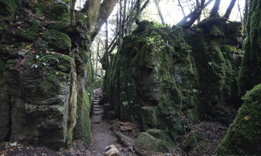 The Enchanted Forest