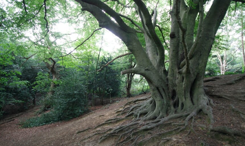 Woods and Heaths