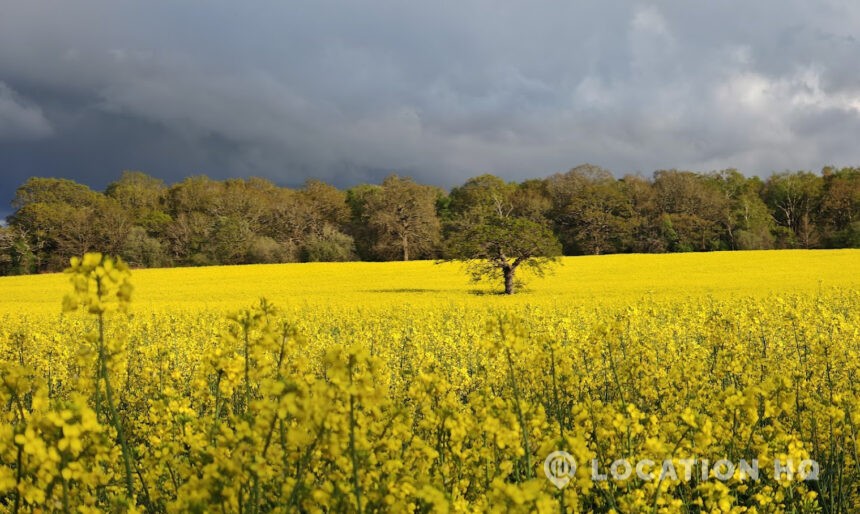 isolated landscape tree