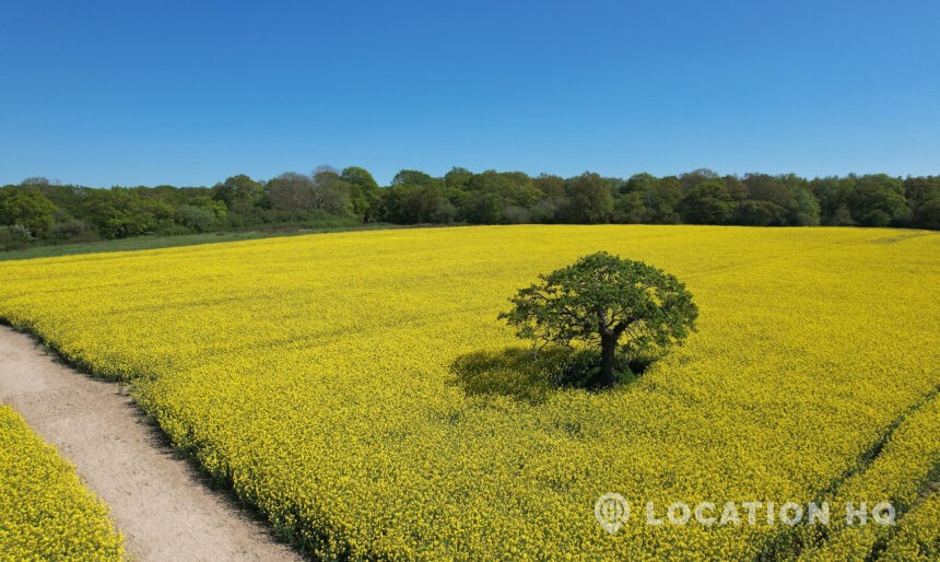 tree alone film location